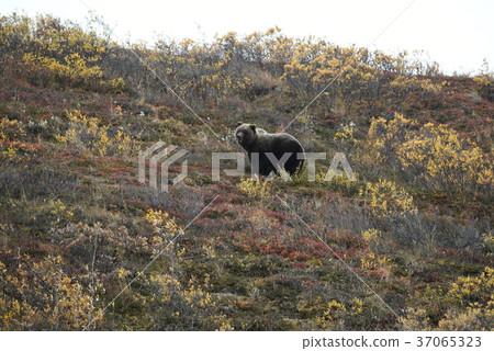 棕熊，Denali國家公園，Denali國家公園阿拉斯加 37065323