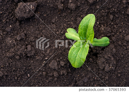 sprouting sunflower in early spring garden sprouting sunflower in early spring garden 37065393