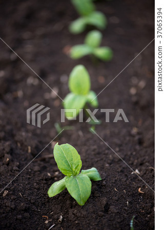 sprouting sunflower in early spring garden sprouting sunflower in early spring garden 37065394