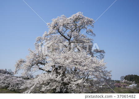 Cherry blossoms of Shioinosaki 37065482