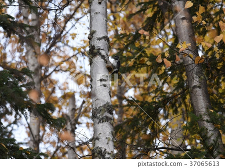 Woodpecker, Woodpecker, Alaska Woodpecker, Woodpecker, Alaska 37065613