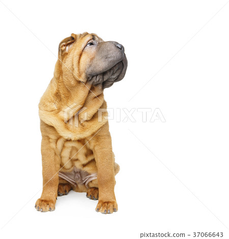 beautiful shar pei puppy 37066643