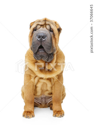beautiful shar pei puppy beautiful shar pei puppy 37066645