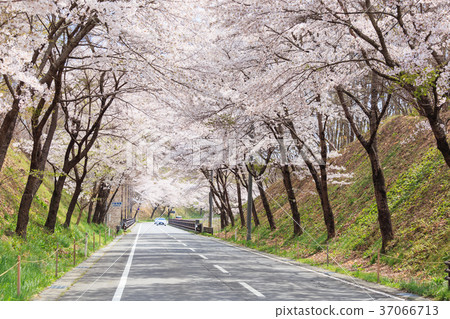 Cherry blossoms tunnel in full bloom Cherry blossoms tunnel in full bloom 37066713