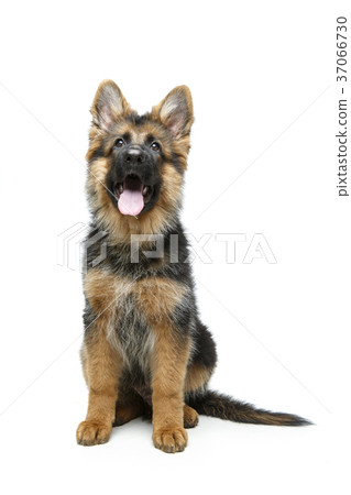 beautiful german shepard puppy beautiful german shepard puppy 37066730
