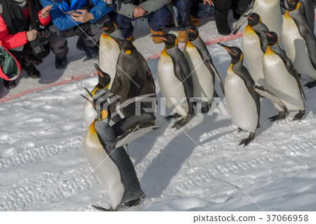 Asahiyama Zoo Walk of penguins 37066958