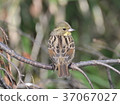 Wild bird 37067027