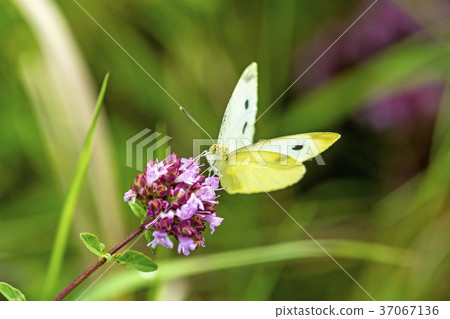 cabbage butterfly on flower of wild oregano 37067136