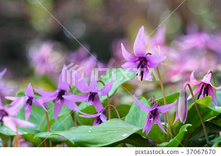 Katakuri花 37067670