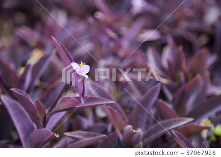 purple plant in winter season 37067928