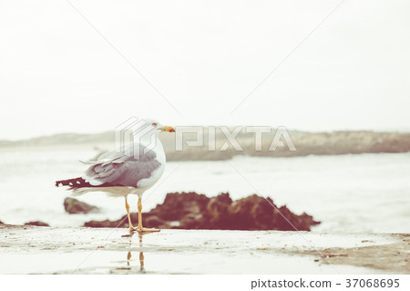 Seagulls at the wall in Essaouira.  37068695