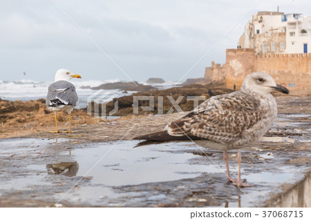 Classic view of medina Essaouira from the wall 37068715
