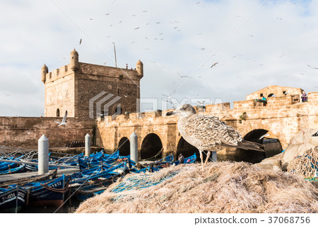 Sqala du Port, a defensive tower at fishing port 37068756