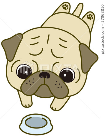 Belly peko pug Belly peko pug 37068810