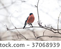 Male bullfinch,  is sitting on the branch 37068939