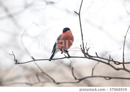 Male bullfinch, is sitting on the branch Male bullfinch, is sitting on the branch 37068939