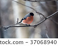 Male bullfinch,  is sitting on the branch 37068940