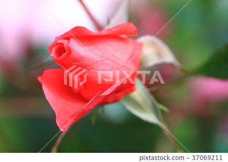 橫濱英國花園玫瑰紅 橫濱英國花園玫瑰紅 37069211