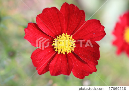 Yokohama English Garden Cosmos Red Yokohama English Garden Cosmos Red 37069218