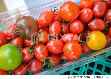  Mini Tomato 37069367