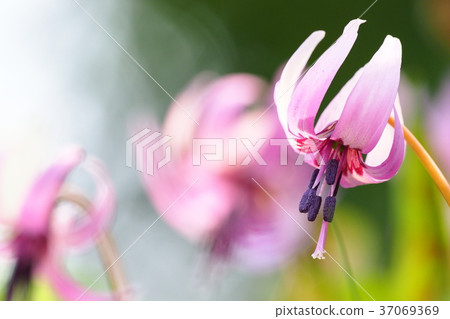 Katakuri flowers Katakuri flowers 37069369