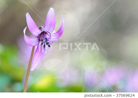 Katakuri flowers 37069624