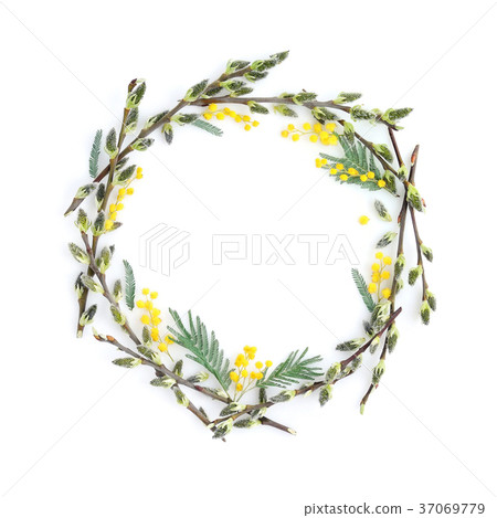 Pussy-willow branches with mimosa circle frame 37069779