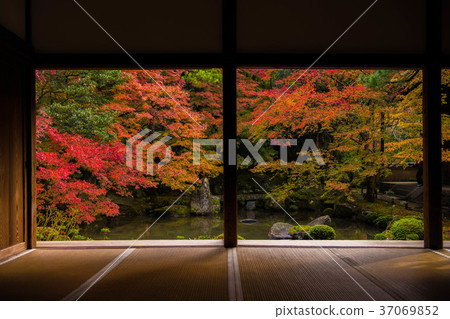 Autumn leaves of Samurai-ku, Kyoto Autumn leaves of Samurai-ku, Kyoto 37069852