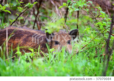 Young wild boar in grass, before a forest Young wild boar in grass, before a forest 37070084