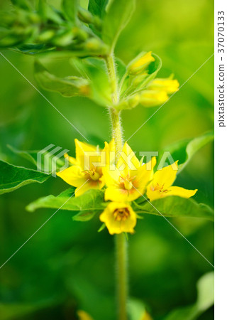 Lysimachia vulgaris growing in the garden Lysimachia vulgaris growing in the garden 37070133