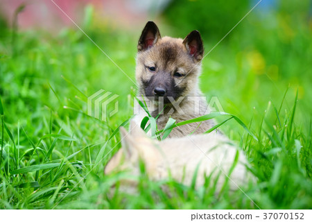 Two lovely charming puppies of Laika breed Two lovely charming puppies of Laika breed 37070152