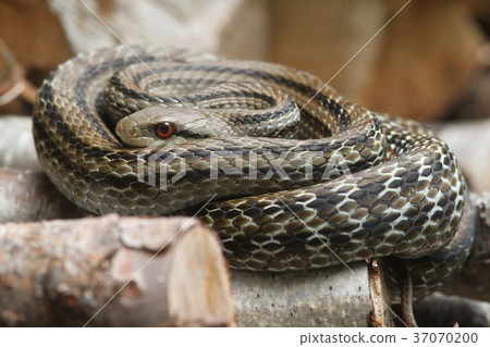 Striped snake 37070200