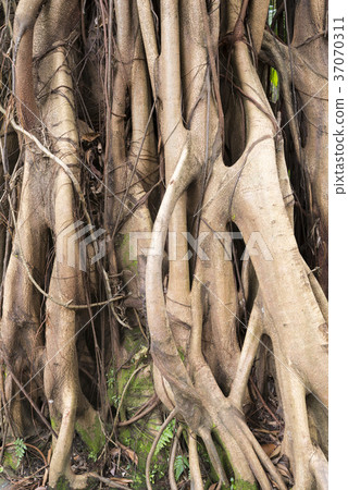 aerial roots 37070311