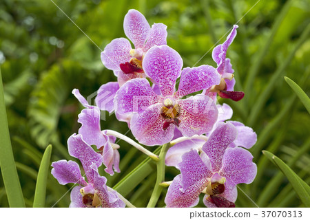 Singapore orchids 37070313