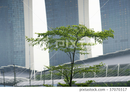 Singapore tree 37070317