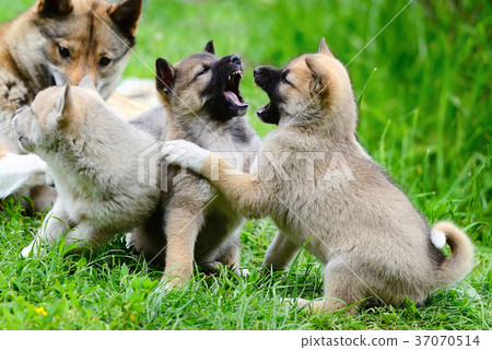 Lovely charming puppies of Laika breed play Lovely charming puppies of Laika breed play 37070514