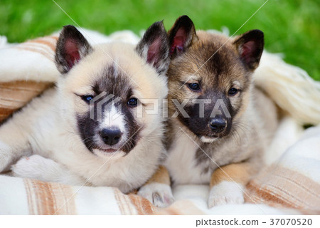 Two cute Siberian Laika puppies on the blanket Two cute Siberian Laika puppies on the blanket 37070520
