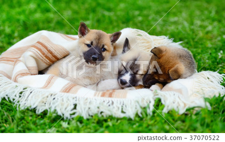Three cute Siberian Laika puppies on the blanket Three cute Siberian Laika puppies on the blanket 37070522