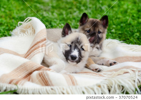 Two cute Siberian Laika puppies on the blanket Two cute Siberian Laika puppies on the blanket 37070524