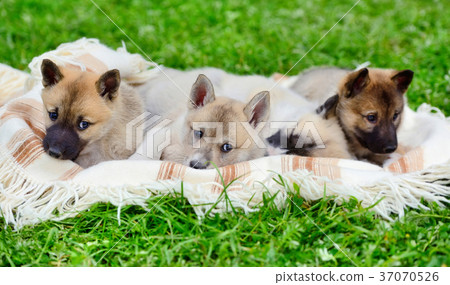 Cute Siberian Laika puppies on the blanket Cute Siberian Laika puppies on the blanket 37070526