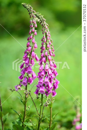 Flowering foxglove flowers (Digitalis purpurea) 37070532