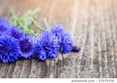 Cornflower blue flowers (Centaurea cyanus) 37070556