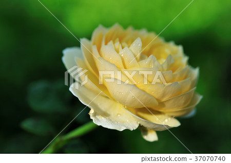 Rose,yellow,flower,petal,flowering,plant,foliage,special,special,closeup 37070740