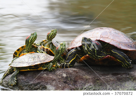 Mississippi Pond slider 37070872