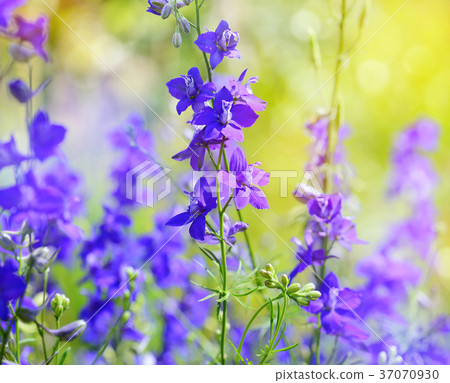 Beautiful purple Delphinium consolida 37070930