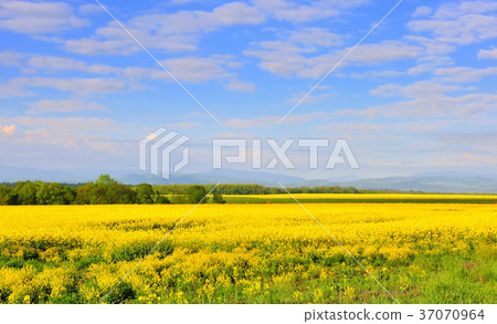 Field of rapeseed with beautiful clouds 37070964