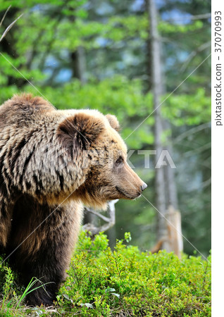 European brown bear in a forest landscape 37070993