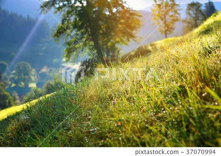 Grass with dew in the sun 37070994