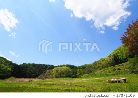 Spring valley scenery 37071109