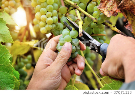 Farmers hands holding and cutting white grape Farmers hands holding and cutting white grape 37071133